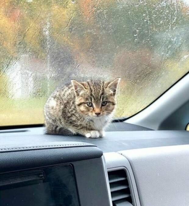 Маленький котенок котенок сидел на парковке и плакал, пока его не заметила добрая женщина