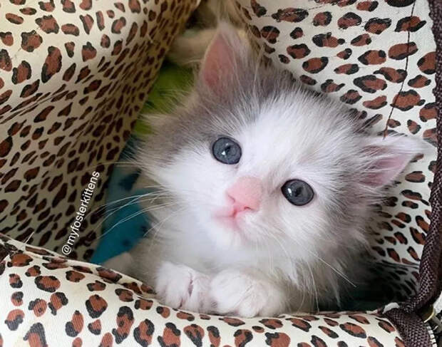 Без кота и жизнь не та