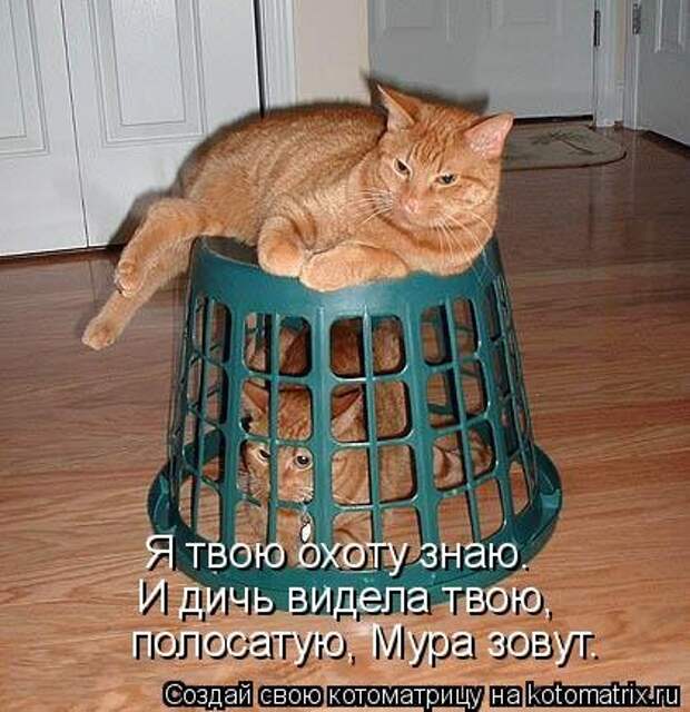 Котоматрица новая и прикольная (37 фото)