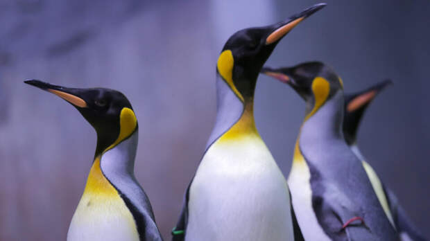 Императорских пингвинов признали вымирающим видом