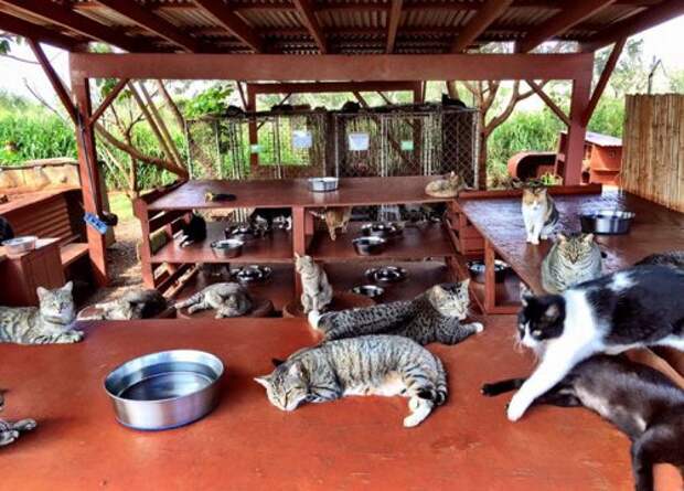 Кошачий приют на гавайском острове Ланаи (11 фото + видео)