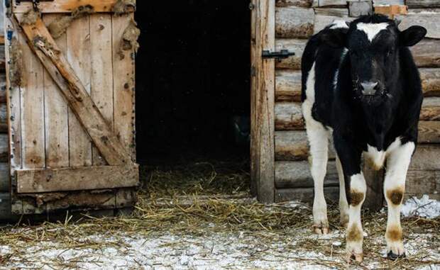 Почем нынче бешенство: причинами массового забоя скота в Сибири должны заняться компетентные органы