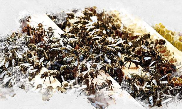 Жужжащая находка на балконе поставила орловцев в тупик