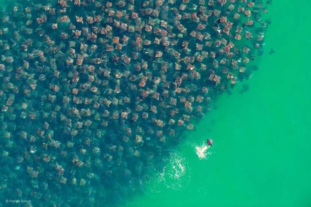 20 невероятных фотографий большого скопления животных, которые потрясают воображение