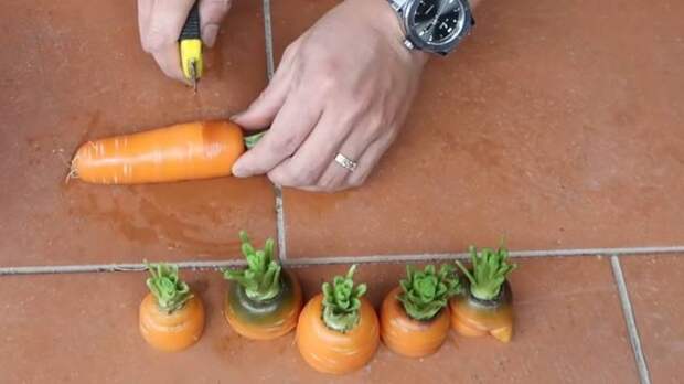Вырастите морковь из обрезков, которые не идут в пищу. Свежая, сочная морковь без усилий