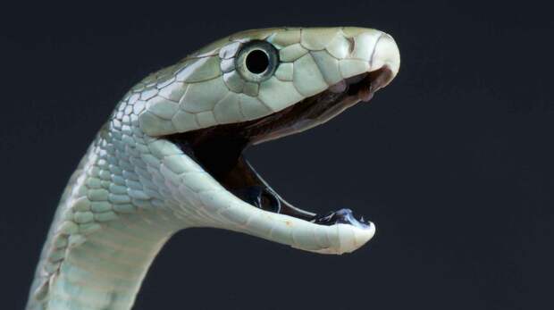 Черная мамба - ядовитая змея Африки