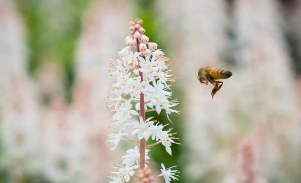 Почему пчелы массово вымерли на российском юге в этом году - фото