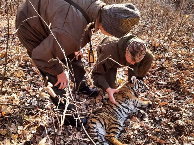 Тигренка спасли из капкана, поставленного браконьерами в Приморье