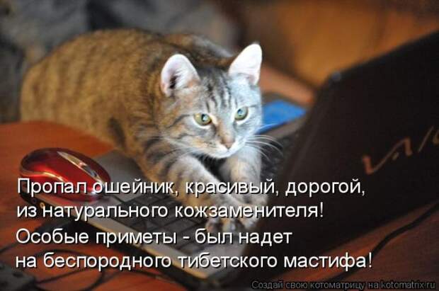 Лучшие котоматрицы недели (50 фото)