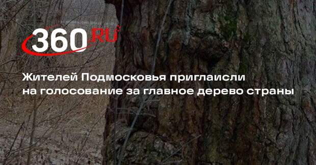 Жителей Подмосковья приглаисли на голосование за главное дерево страны