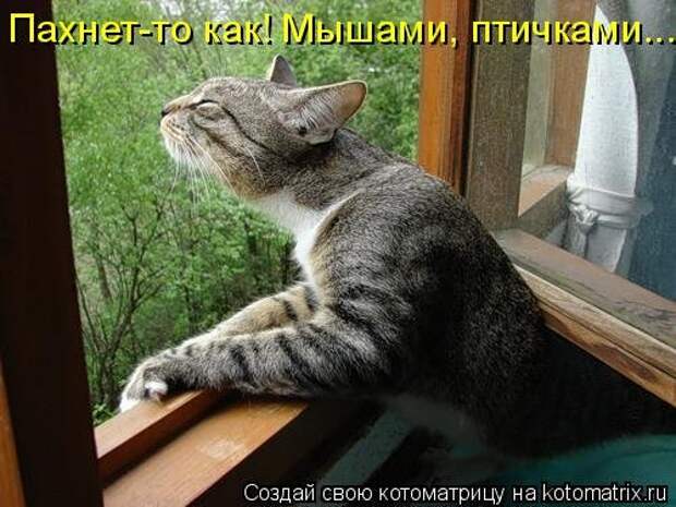 Новая котоматрица для позитива (35 фото)