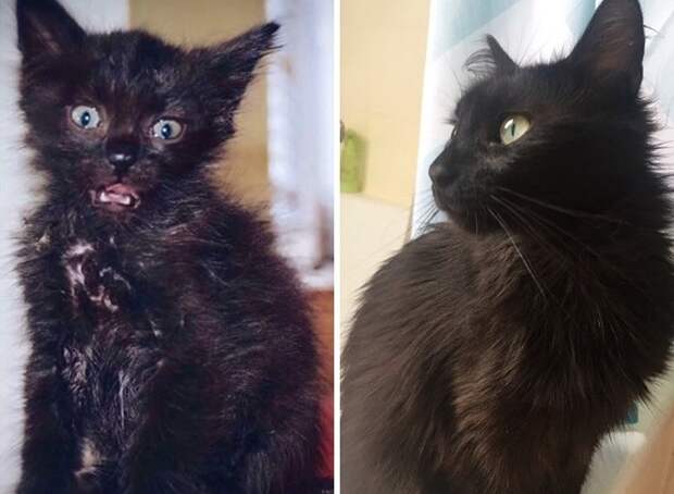 Через год котенок, которого нашли на стройке, превратился в этого красавца.