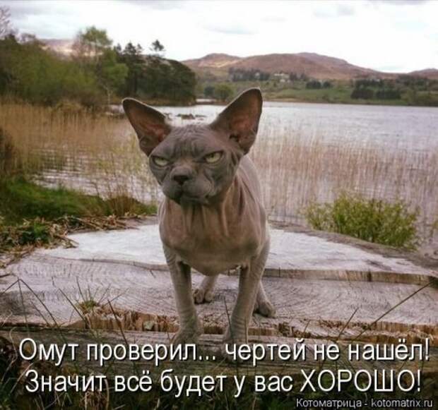Свежая котоматрица для настроения (28 фото)