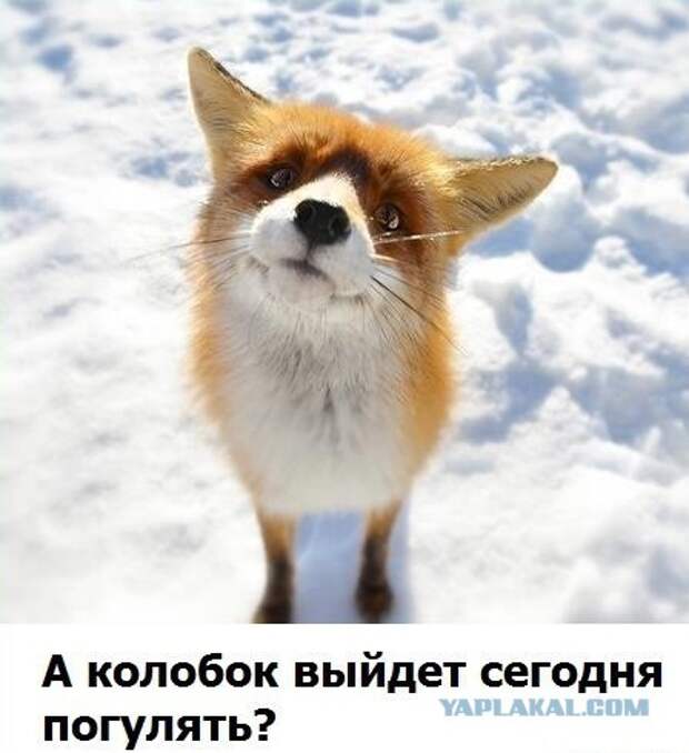 Картинки по запросу хитрая лиса