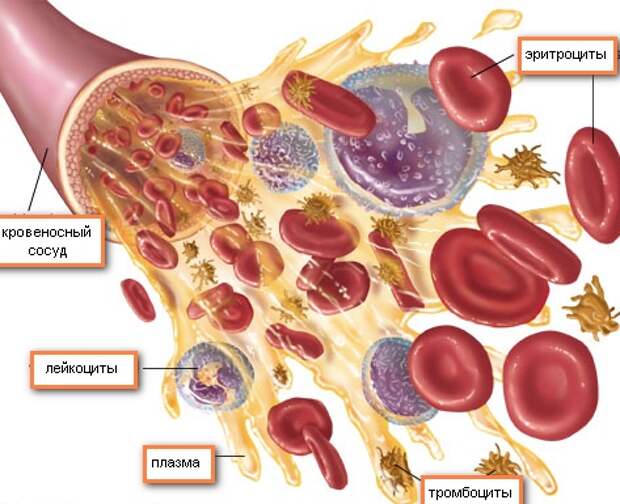Красные кровяные тельца (эритроциты) | Медицинский центр "Лекаръ ...