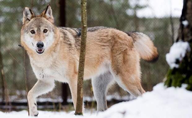 Волчий билет — в Финляндии его выписывают даже бродячим собакам, которых подозревают в верности Путину