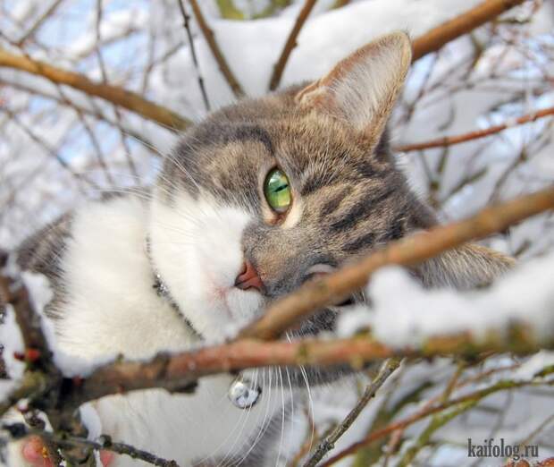 Смешные котики (55 фото)