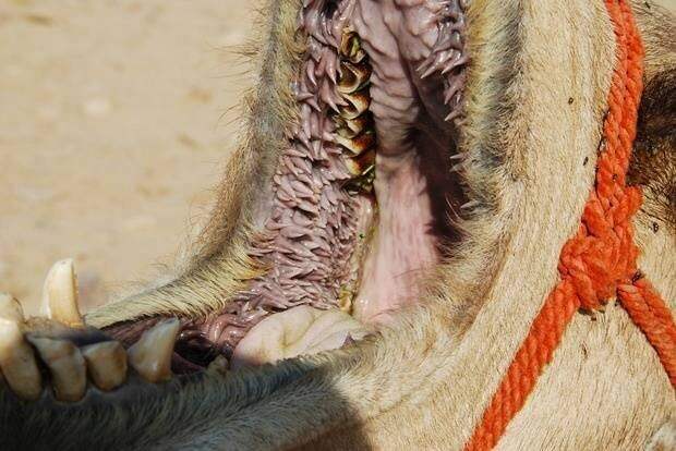 Ну а верблюжья пасть выглядит следующим образом в мире животных, зубы, фото