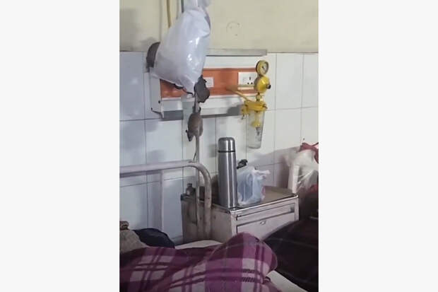 Крысы захватили больничную палату с пациентами и попали на видео