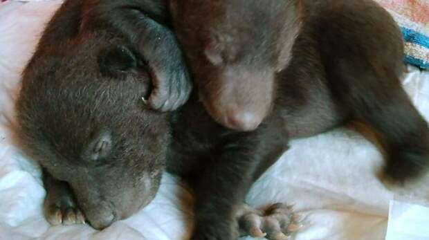 На помойке нашли двух новорожденных медвежат ynews, видео, жестокость, медвежата, мусор, новости