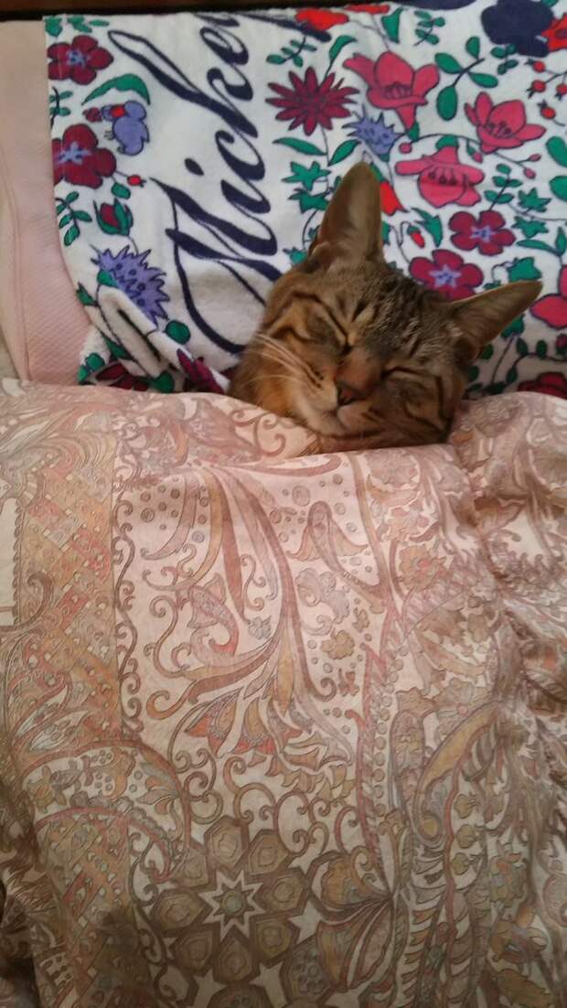 Уютные котики спят в кроватях как люди. Лучший флешмоб из Японии в кроватке, животные, коты
