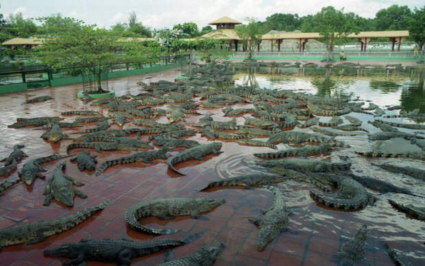 Более 1500 рептилий живет на крокодиловой ферме.