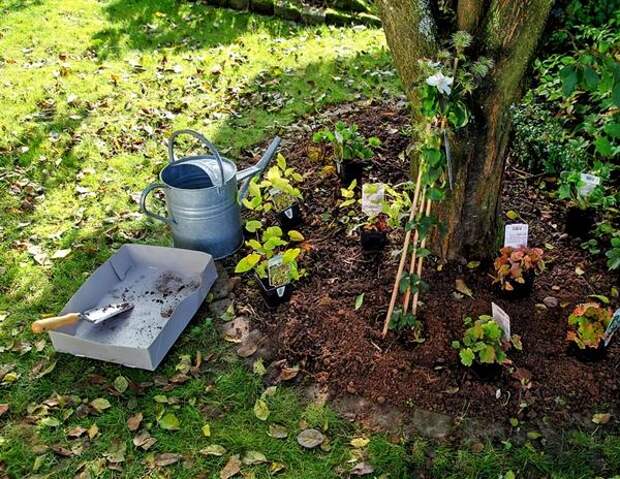 Приствольный круг дерева не самое подходящее место для посадки других растений Приствольный круг дерева не самое подходящее место для посадки других растений