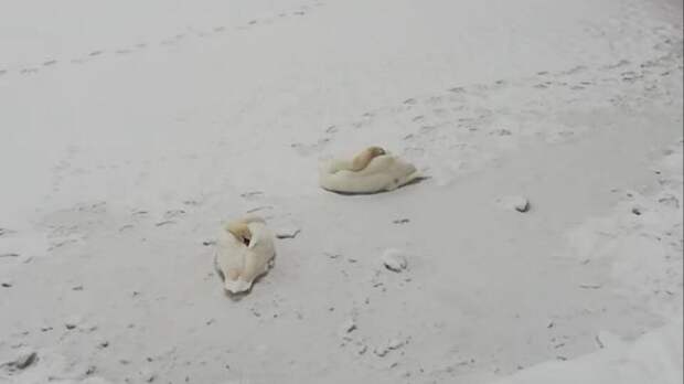Два лебедя оказались закованы в лед на пруду в Щелкове