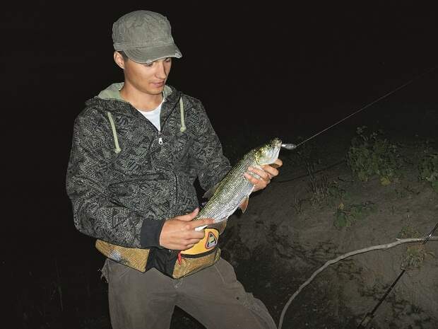 Жерех летней ночью продолжает кормиться. Главная задача рыболова — найти активного хищника.