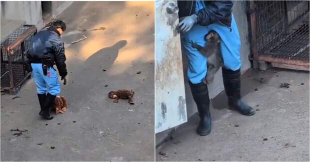 В зоопарке решили обновить игрушку Панча, но он был против