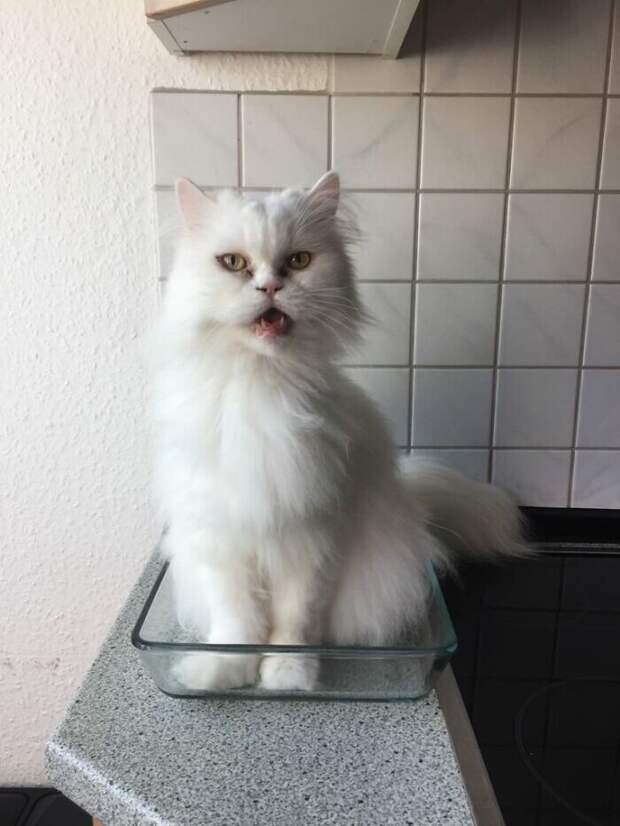 Bigpicture.ru забавных фото с животными, которые гарантированно поднимут вам настроение