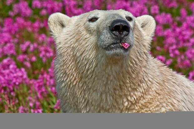 Денис Фаст сфотографировал, как полярные медведи резвятся в цветочном поле-13