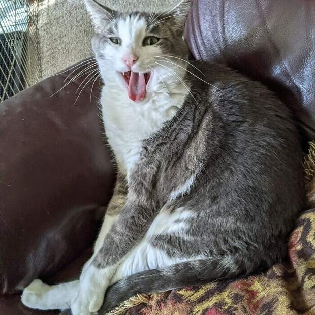 Bigpicture.ru забавных фото с животными, которые гарантированно поднимут вам настроение