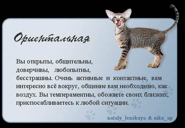 Породы кошек в картинках