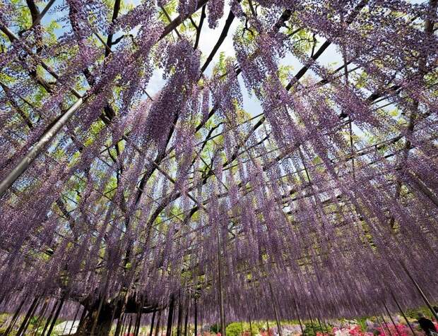 Самая крупная глициния в парке Асикага, Япония. Фото