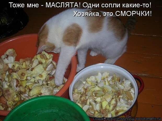 Котоматрица - Тоже мне - МАСЛЯТА! Одни сопли какие-то! Хозяйка, это СМОРЧКИ!