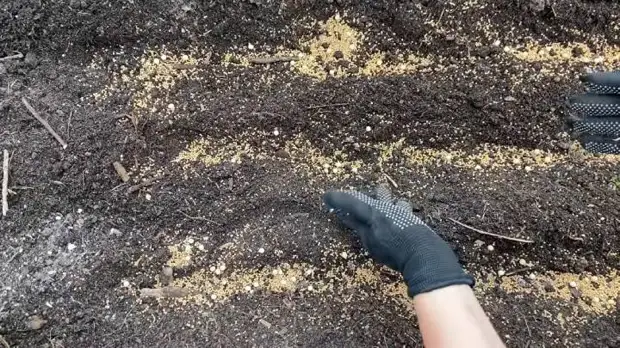 Какой сидерат посеять после уборки томатов для оздоровления почвы