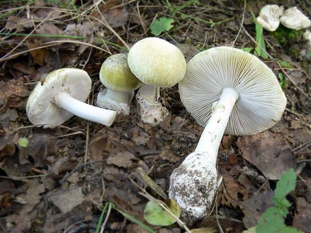 Бледная поганка. Самые опасные и ядовитые грибы. Фото с сайта NewPix.ru