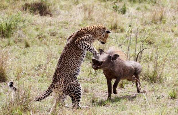 Невероятный прыжок леопарда во время охоты на бородавочника животные, леопард