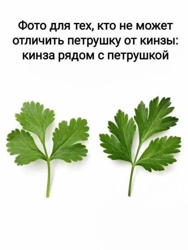 Работницы регистратуры в поликлинике и сотрудницы паспортного стола умеют есть лимон, не меняя выражения лица