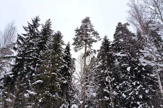 Нашла подземное убежище и стала отшельницей: уроженка Кубани добровольно поселилась в пещере в диком лесу, чтобы молиться