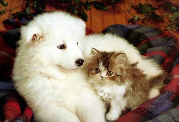 Pets