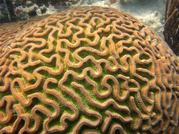Змеевидный коралл (Colpophyllia natans), фото беспозвоночные картинка