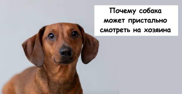Почему собака может пристально смотреть на хозяина