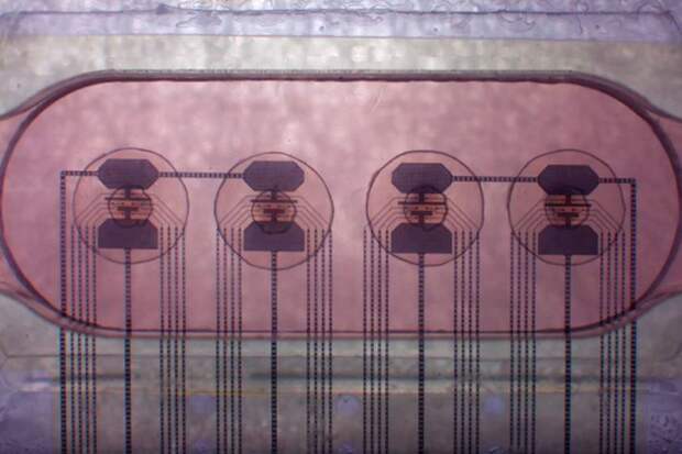 Запущен первый в мире биопроцессор на 16 органоидах мозга. С удаленным доступом