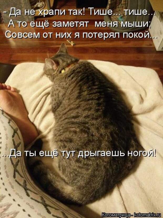 Лучшие котоматрицы недели (50 фото)