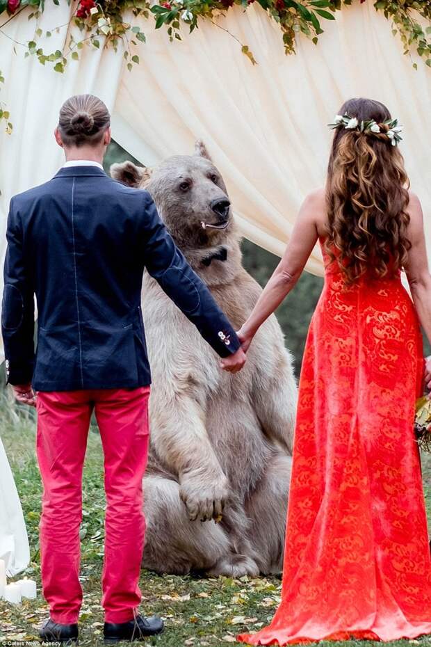 Бурый медведь по кличке Степан обручил пару молодоженов из Москвы медведь, свадьба