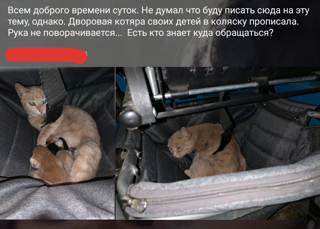кошка с котятами