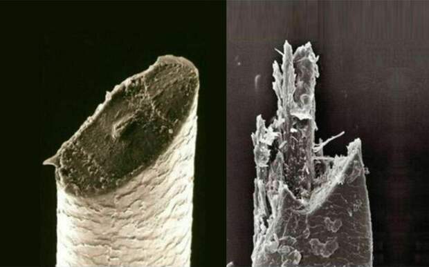 17 микрофотографий, которые покажут с новой стороны мир, что кроется у нас под носом