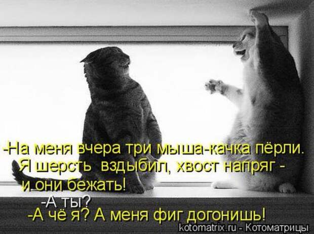 Котоматрицы(картинки с надписями)